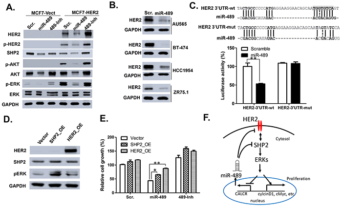 miR-489 targets HER2 signaling pathway by directly binding the 3&#x2019; UTR of HER2.