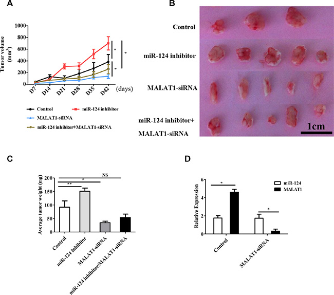 MALAT1 regulates tumor growth through miR-124 in vivo.