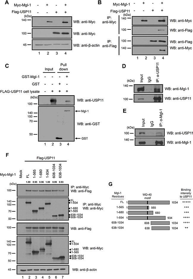 In vivo and in vitro interaction between Mgl-1 and USP11.