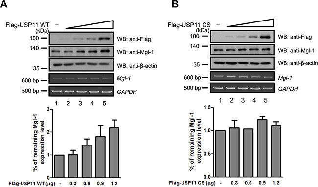USP11 increases the stability of Mgl-1 by inhibiting protein degradation.