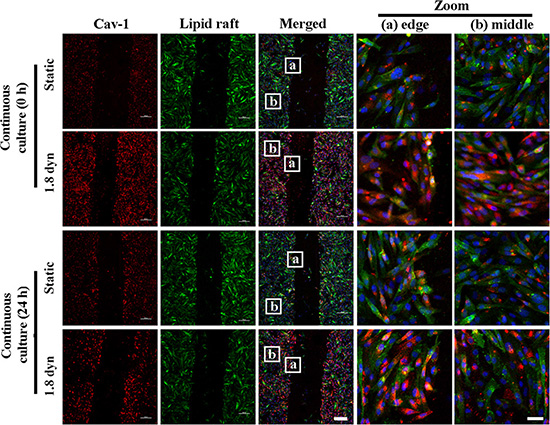 The differential Cav-1expression and localization on lipid raft in the scraped would edges (A) and cell monolayer middles (B) under LSS exposure.