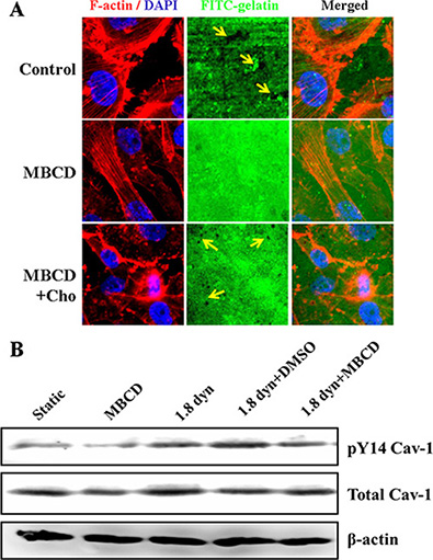 Caveolae is required for invadopodia formation (gelatin degradation) and LSS-induced Cav-1 activation in MDA-MB-231 cells.