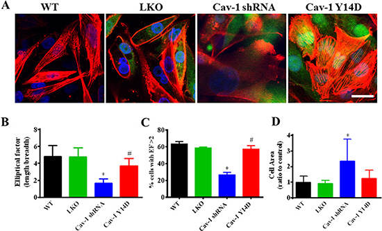 Cav-1 is associated with the polarizated phenotype formation and cytoskeleton rearragment in MDA-MB-231 cells.