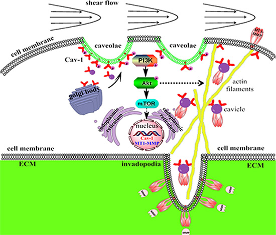 Schematic representation of the signaling pathways regulating human breast carcinoma MDA-MB-231 cells invadopodia formation, motility and metastasis in response to LSS.