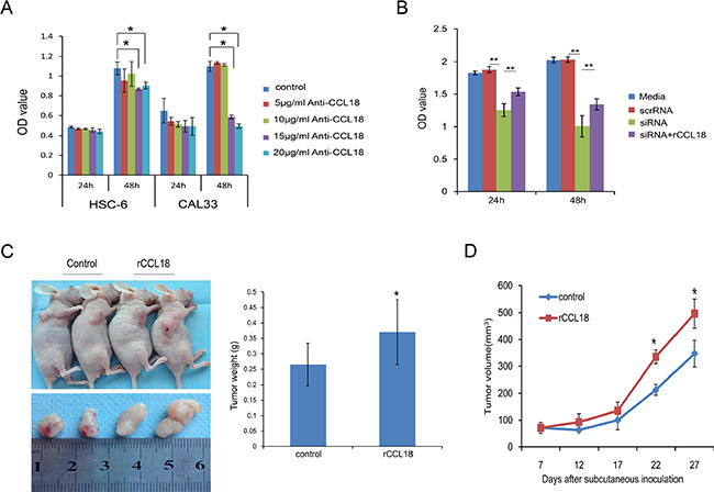CCL18 promotes oral cancer cell growth in vitro and in vivo.