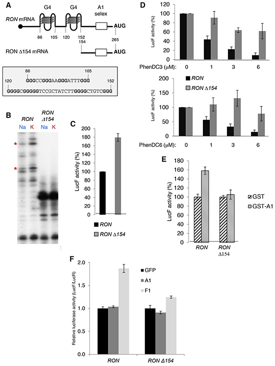 G4 RNA structures in the 5&#x2032;UTR of the RON mRNA are required for hnRNP A1-mediated translation activation.