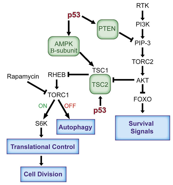 The antagonistic relationship between the p53 and the IGF-1/mTor pathways.