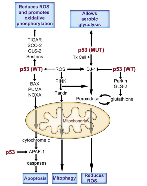 p53 functions in a complex network to mediate a cell&#8217;s adaptation to stress.