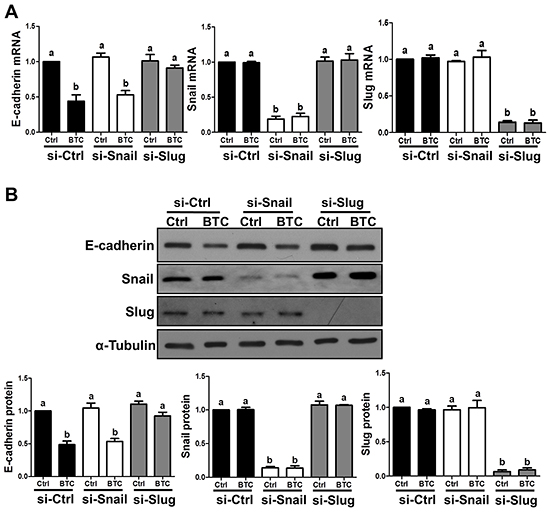 Betacellulin suppresses E-cadherin via Slug in ovarian cancer cells.