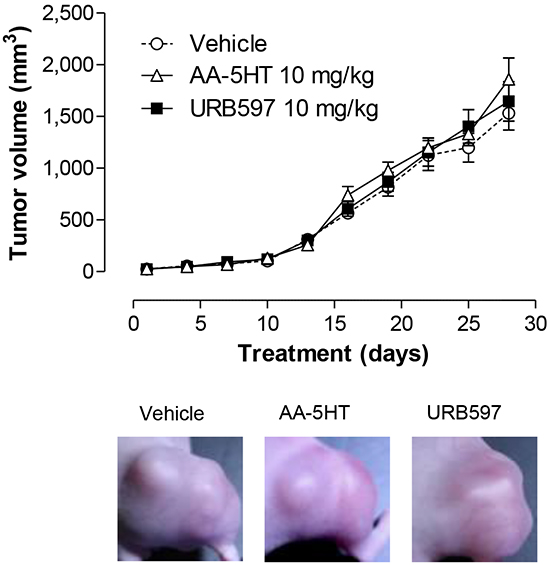 Impact of FAAH inhibitors on tumor growth in xenografted nude mice.