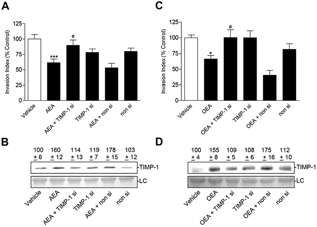 Effect of TIMP-1 knockdown on the anti-invasive and TIMP-1-upregulating action of AEA and OEA in A549 cells.