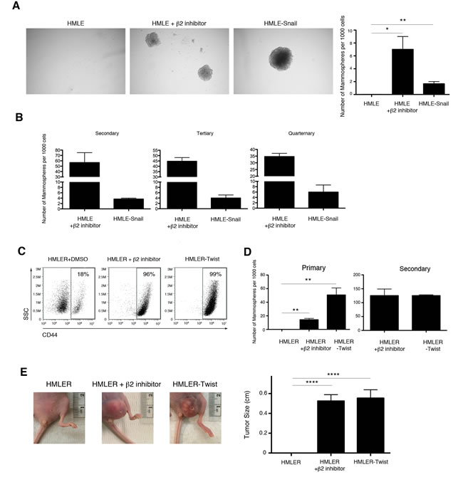 Selective inhibition of proteasome activity endows HMLE cells with self-renewal ability