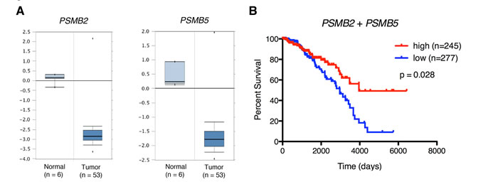 Low proteasome subunit expression is associated with breast tissue from patients with breast cancer and decreased patient survival.