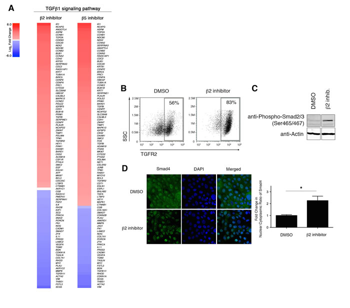 Downregulation of proteasome activity enhances TGF-&#x3b2;1 signaling.