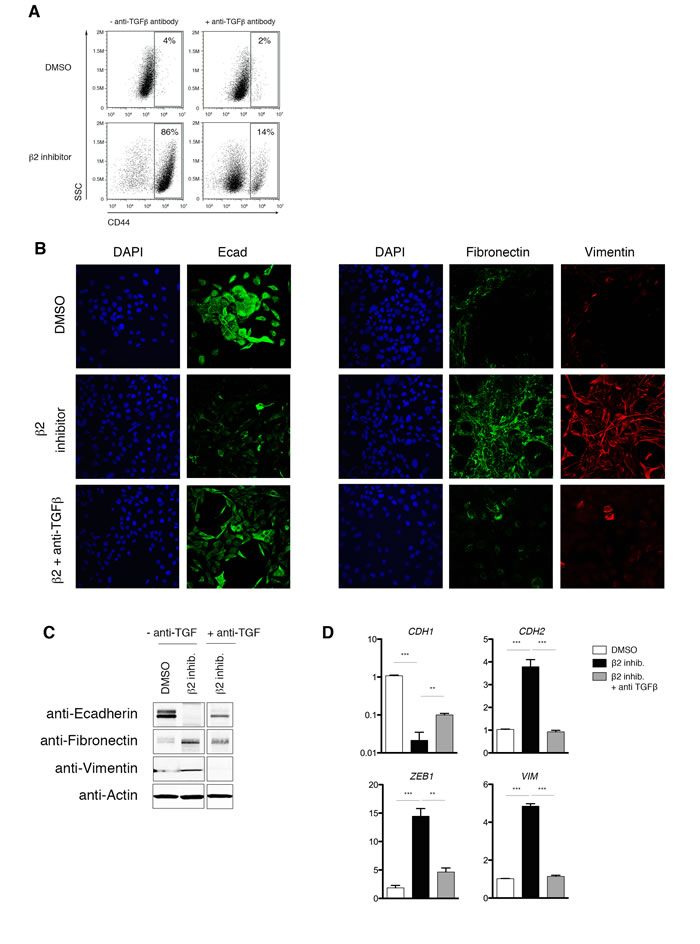 Proteasome inhibitor-induced EMT is dependent on TGF-&#x3b2;1 signaling.