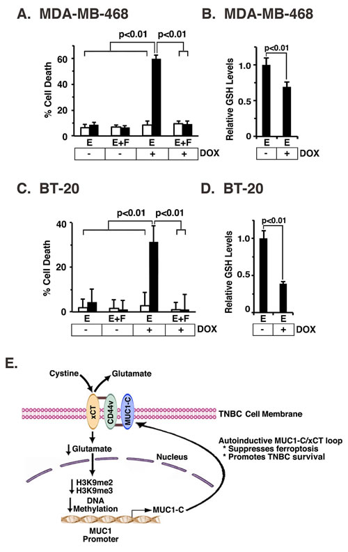 MUC1-C protects against erastin-induced ferroptosis.