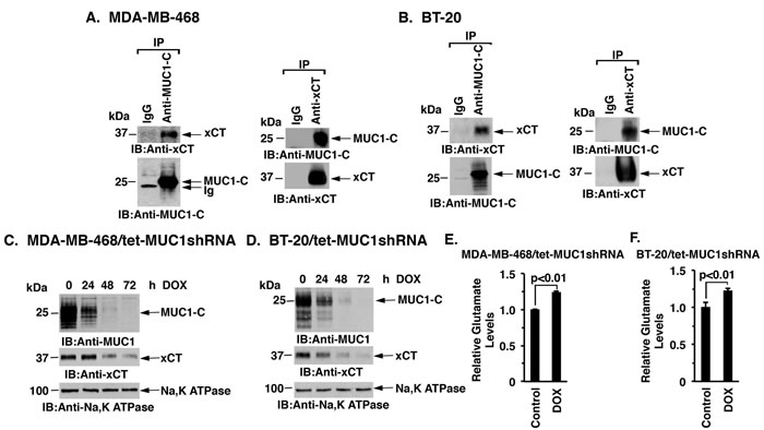Downregulation of MUC1-C decreases xCT levels.