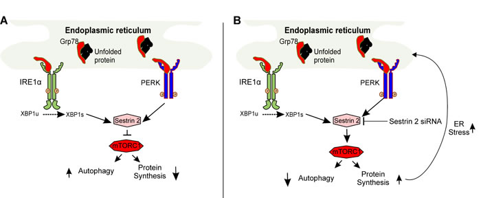 Schematic representation of SESTRIN 2-mediated signaling during ER stress.