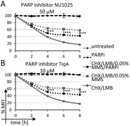 Impact of PARP inhibition on AID-GFP degradation upon DNA damage.