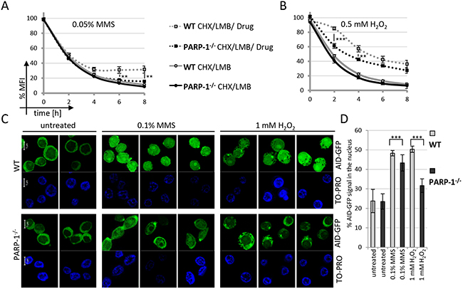 Nuclear AID stabilization is impaired in PARP-1 knockout cells.