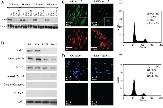 Knockdown of CDC7 mRNA in IMR90 fibroblast cells following transfection with custom siRNA.