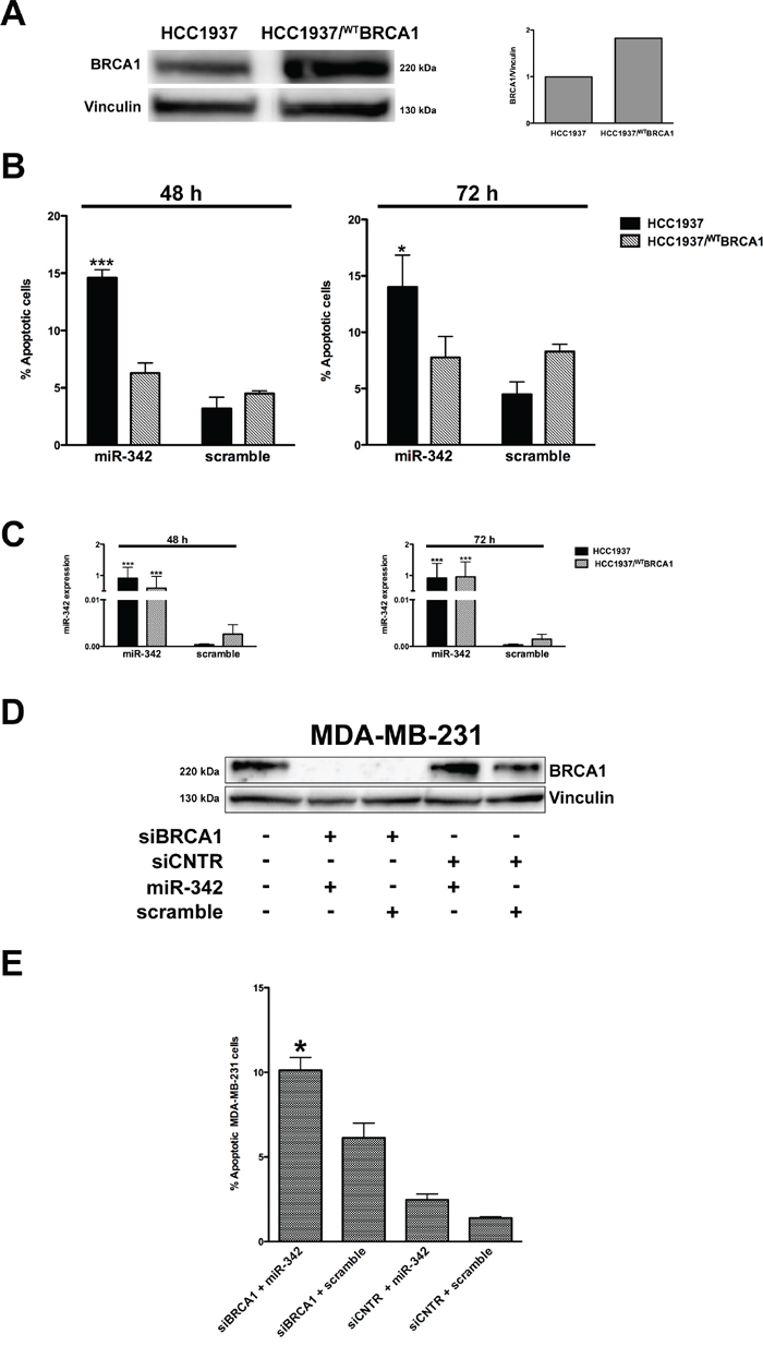 miR-342 induces apoptosis in a BRCA1-mutant context.