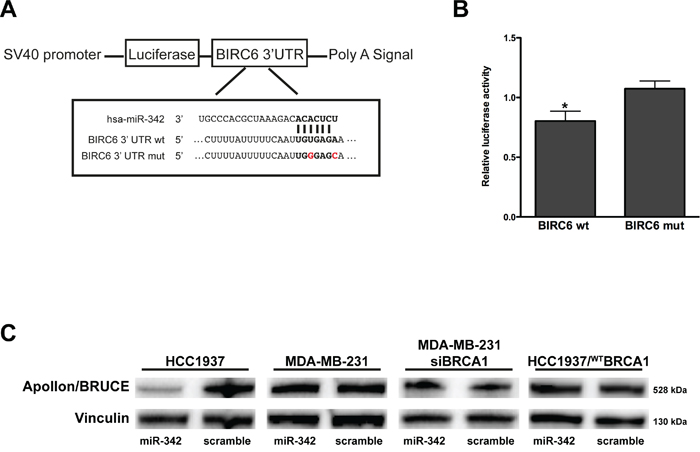 miR-342 targets BIRC6 and down-modulates Apollon/BRUCE protein in HCC1937 cells.