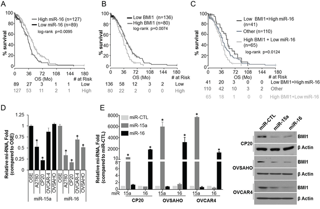 Expression and pathological significance of miR-15a, miR-16 and BMI1 in OvCa.