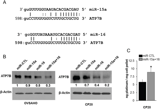 Effect of miR-15a and miR-16 on ATP7B and intracellular cisplatin.