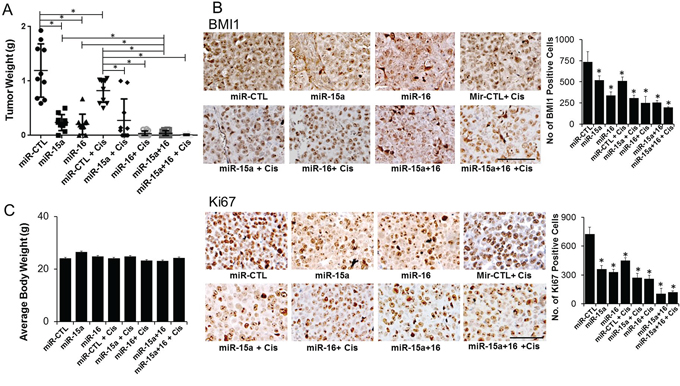 Therapeutic efficacy of miR-15a and miR-16 in the chemo-resistant orthotopic mouse model.