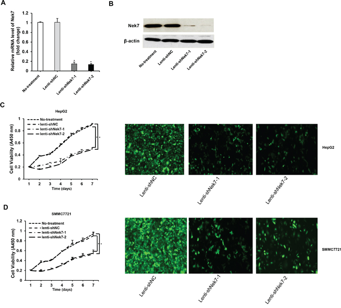Lenti-shRNAs mediated down-regulation of Nek7 inhibited HCC cell growth.