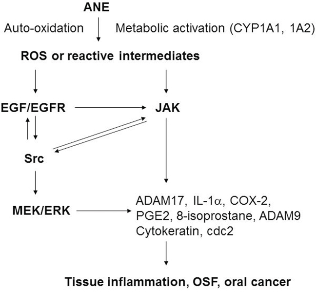 The signaling mechanism of ANE-induced molecular changes (ADAM17, IL-1&#x03B1;, COX-2, PGE2, 8-isoprostane, cytokeratins etc.) in gingival keratinocytes (GK).