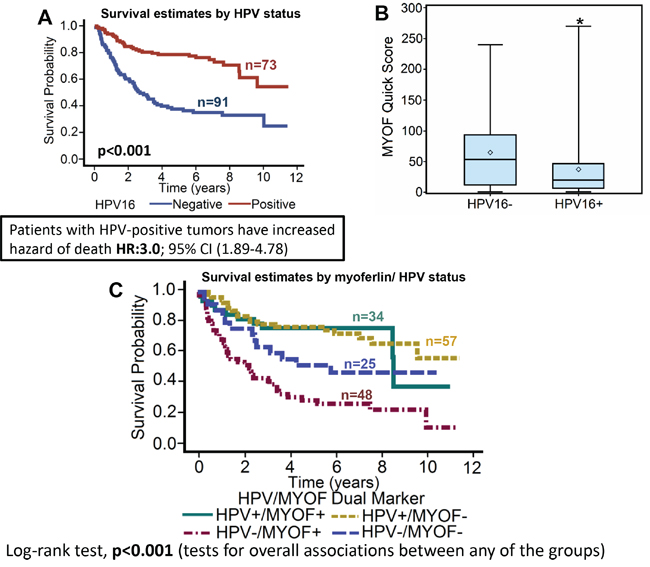 Myoferlin expression is significantly lower in HPV-positive tumors as compared to HPV-negative tumors.