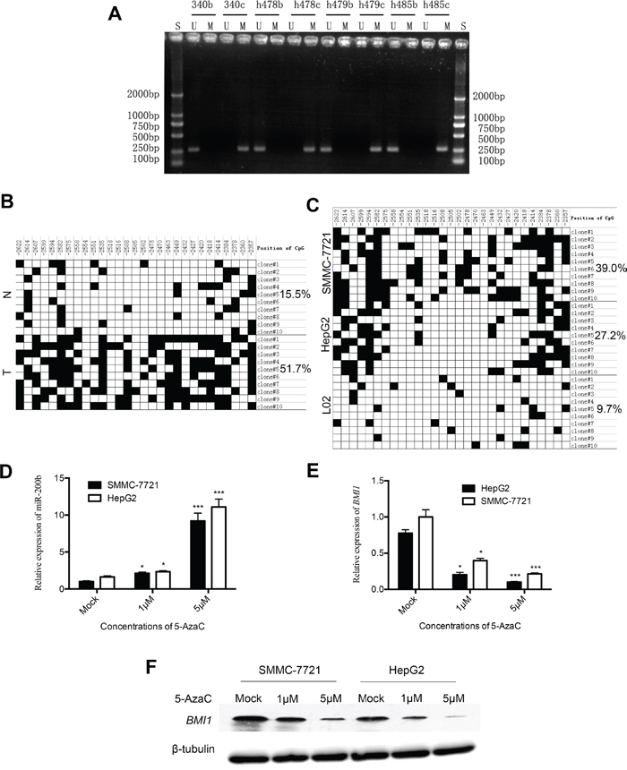 Analysis of miR-200b methylation status in HCC tissues and cell lines.