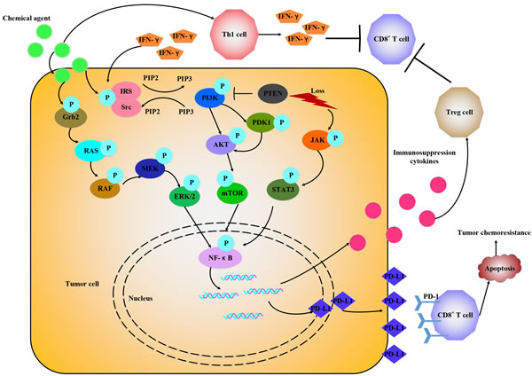 Chemotherapeutic agents promote PD-1/PD-L1 expression through various signals.