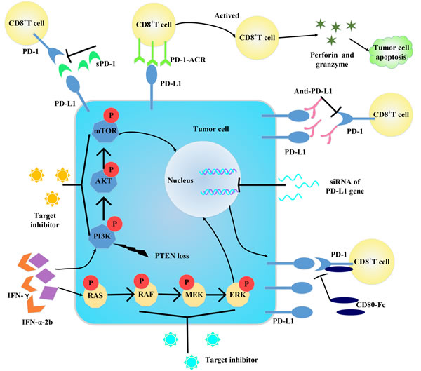 Some strategies for blocking PD-1/PD-L1 axis.