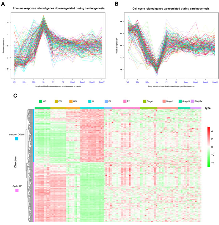 Matplots and heatmap of Immune DOWN and Cycle UP genes from embryonic development to cancer.