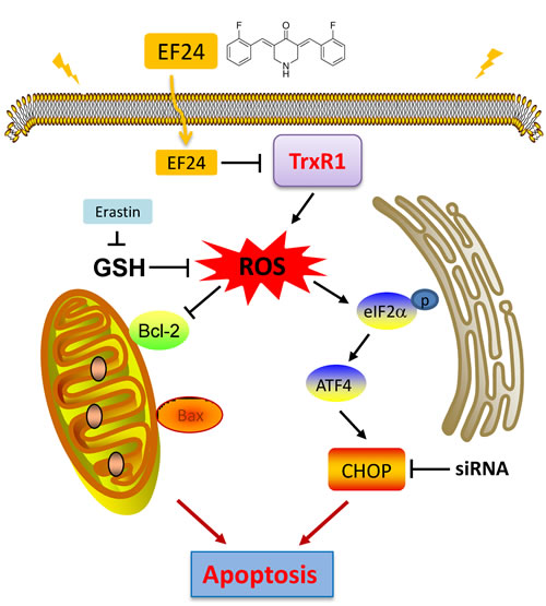 Schematic illustration of the underlying mechanism of EF24&#x2019;s anti-cancer activity.