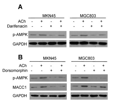 MACC1 is up-regulated by ACh through p-AMPK.