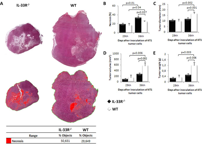 Genetic deletion of IL-33R favors tumor necrosis and attenuates tumor growth in 4T1 breast carcinoma in mice.