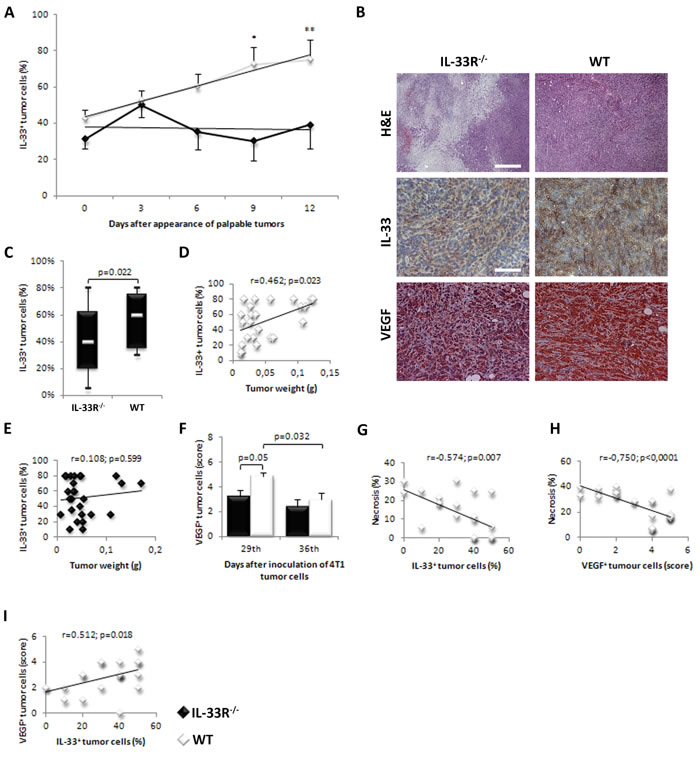 IL-33 and VEGF expression in mammary carcinoma is lower in IL-33R deficient mice.