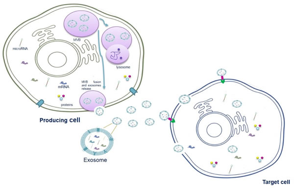 Schematic model of exosome origin and release.