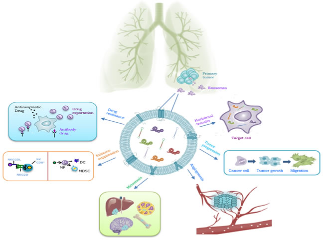 Role of exosomes in NSCLC.