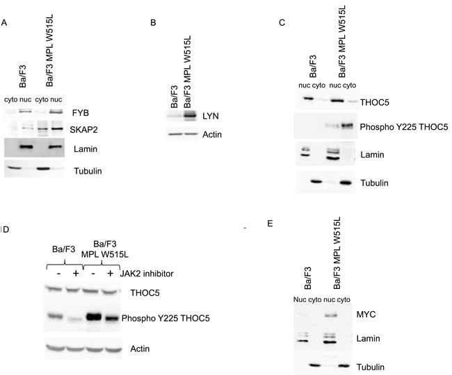 The effect of MPL W515L on the Nuclear and cytoplasmic proteome.