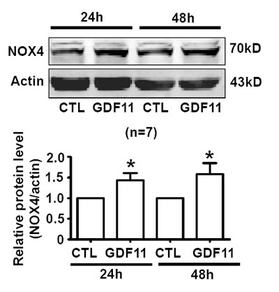 GDF11 increases NOX4 protein expressions.
