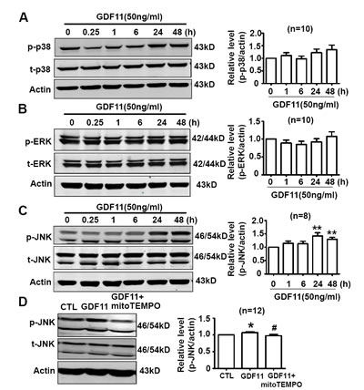 Effects of GDF11 on MAPK signals in HUVECs.