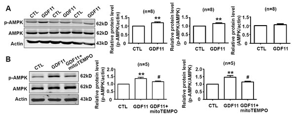 GDF11 induces AMPK activation which is inhibited by mitoTEMPO.