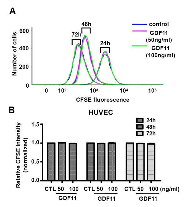 GDF11 shows no significant effect on cell proliferation of HUVECs.