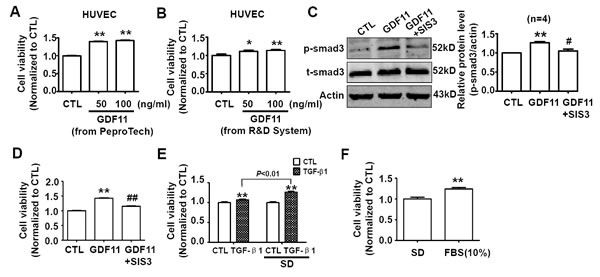 Effects of GDF11 on cell viability of HUVECs in serum-deprivation culture condition.