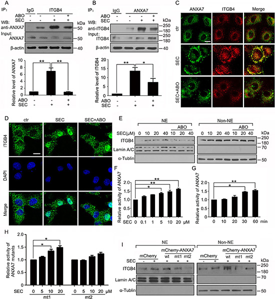 ANXA7 GTPase activity promotes ITGB4 nuclear translocation.